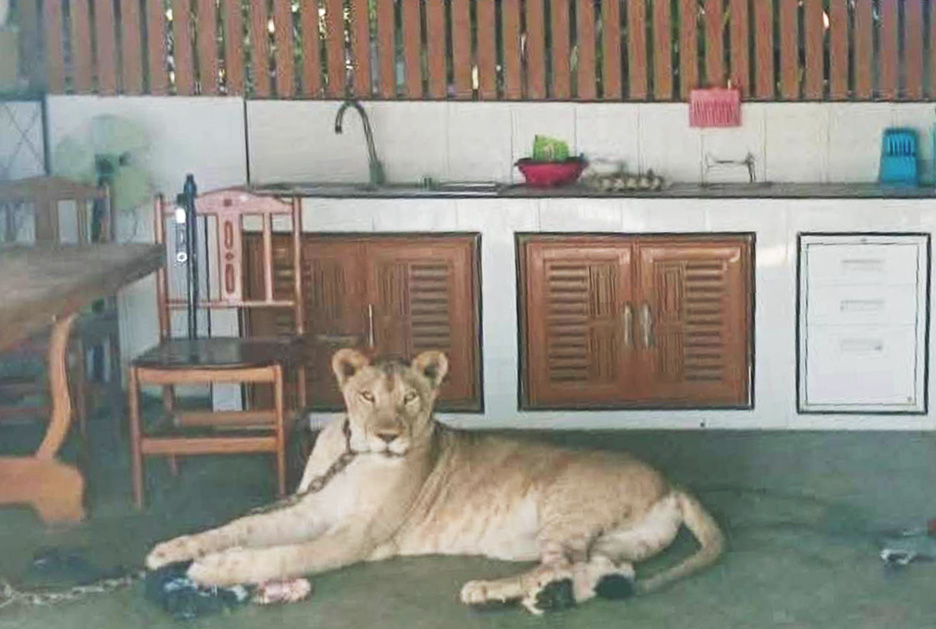lion kan1