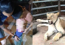 Thai Social Media Influencer’s Lion Attacks Boy After Breakout