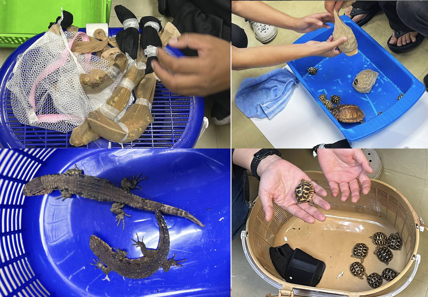 taiwanese wildlife4