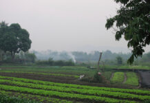 American Man and His Son Die After Suffering Stings From a Swarm of Wasps in Laos