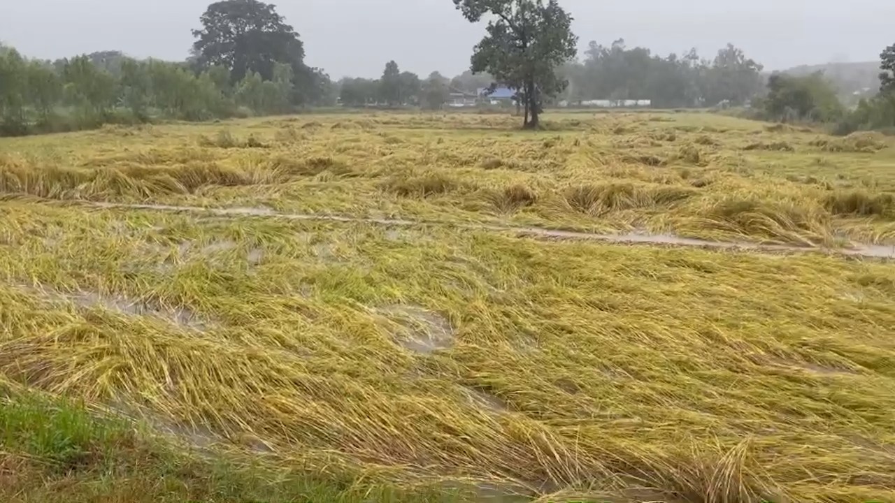 surin Kalmaegi 1