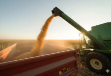 Thailand Expands U.S. Corn Imports as Industry and Exports Strengthen