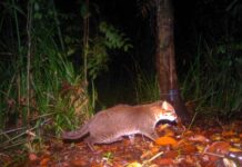 Thailand Confirms Return of Rare Flat-Headed Cat After Nearly 30 Years