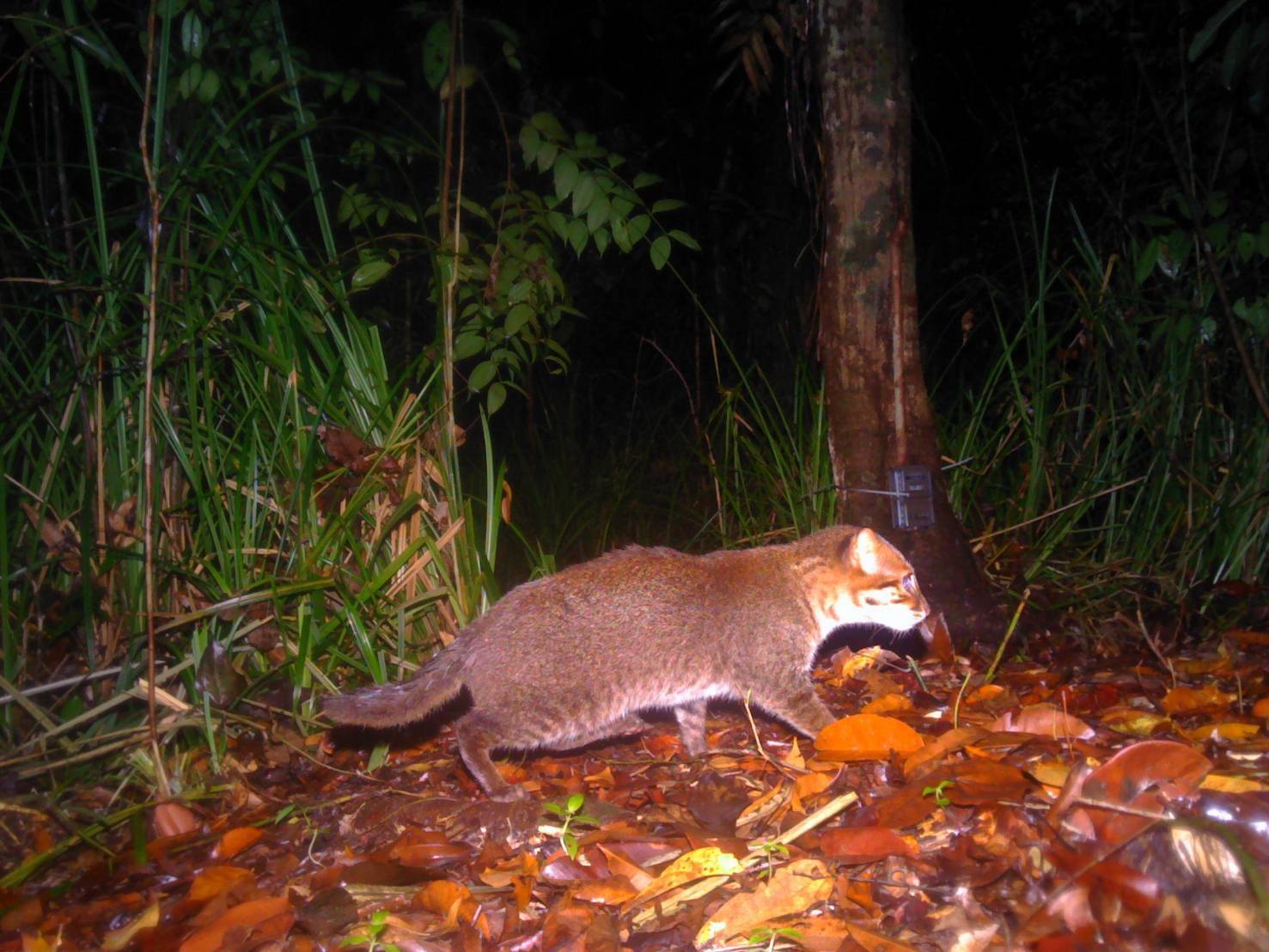 Thailand Confirms Return of Rare Flat-Headed Cat After Nearly 30 Years