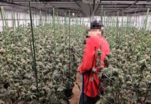 Three Vietnamese Arrested in Bangkok Warehouse with 1,600 Cannabis Plants
