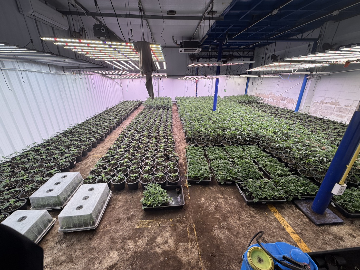 cannabis viet3