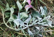 Frost Forms on Doi Inthanon as Cold Weather Continues