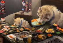 Pet-Friendly Gone Too Far? Thai Restaurant Defends Dogs Dining at Tables