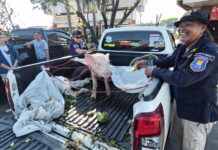 Rescue Team Brings Flood Survivor Pig 1,600 km from Hat Yai to Udon Thani