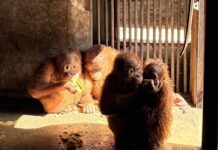 4 Rescued Orangutans Head Home to Indonesia from Thailand orangutans