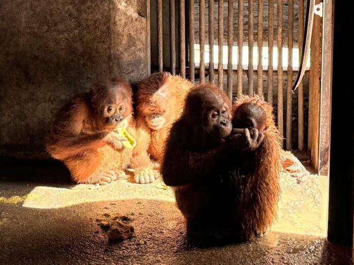 orangutans