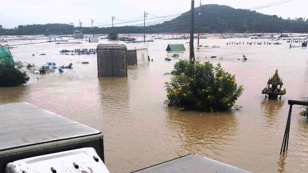 Southern Thailand Floods Devastate 10,000 Shrimp Farmers, $31M in Damages