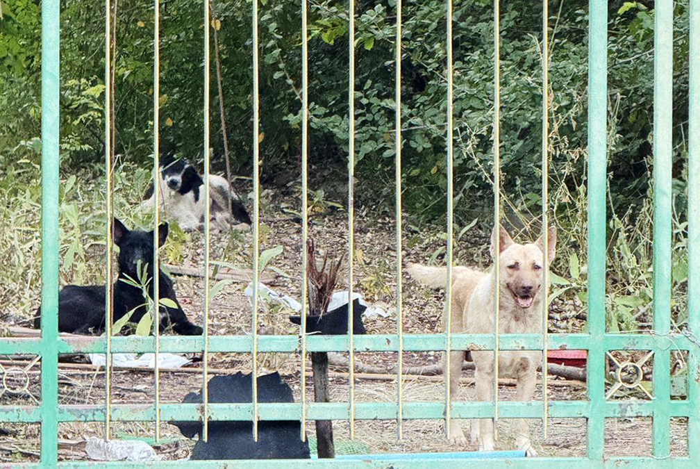 stray dogs3