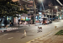 Bangkok to Launch Plans to Manage 100,000 Stray Dogs in Early 2026
