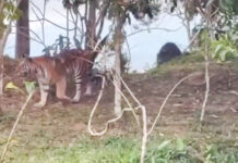 Thai Park Chief Explains Why Young Tiger Approached Cars Near Popular Viewpoint