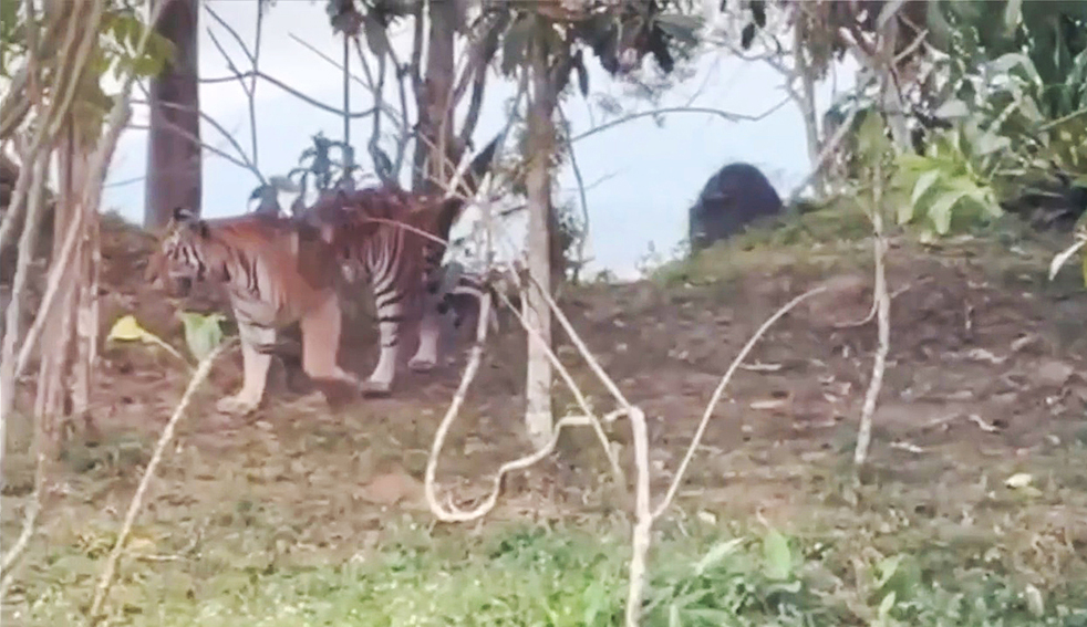 Thai Park Chief Explains Why Young Tiger Approached Cars Near Popular Viewpoint