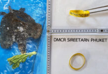 Similan Sea Turtle Recovers After Passing Wristband Swallowed from Tourist
