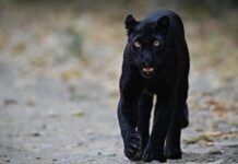 A Rare Black Panther Spotted in Kaeng Krachan Forest A Rare Black Panther Spotted in Kaeng Krachan Forest