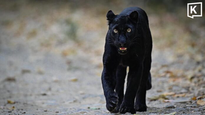 Dakanda4evr A Rare Black Panther Spotted in Kaeng Krachan Forest