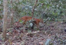 Rare Asian Golden Cat spotted at Khao Yai National Park Rare Asian Golden Cat spotted at Khao Yai National Park