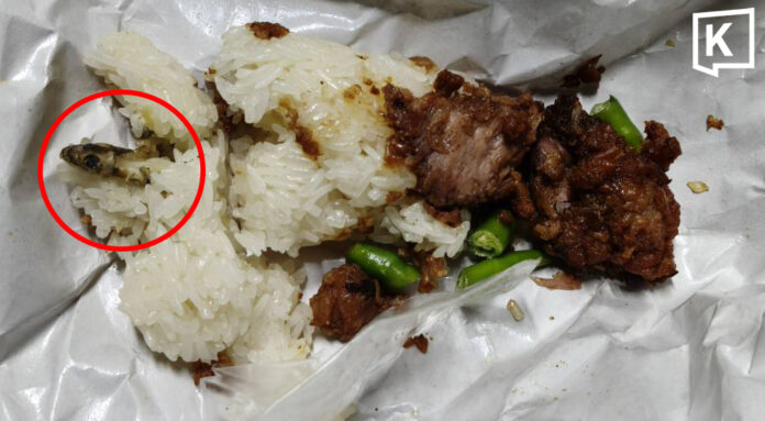 gecko 1 Man falls ill after finding gecko in roadside sticky rice