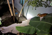 Lost young muntjac rescued in northern Thailand Lost young muntjac rescued in northern Thailand