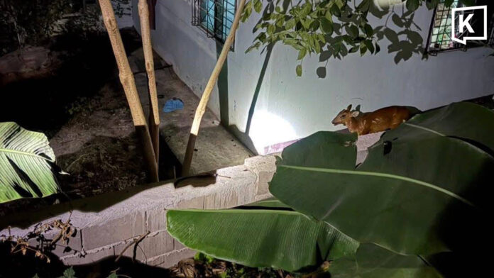 Lost young muntjac rescued in northern Thailand