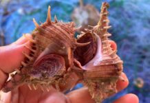 Once Shunned, Murex Snails Become Sought-After Delicacy Once Shunned, Murex Snails Become Sought-After Delicacy