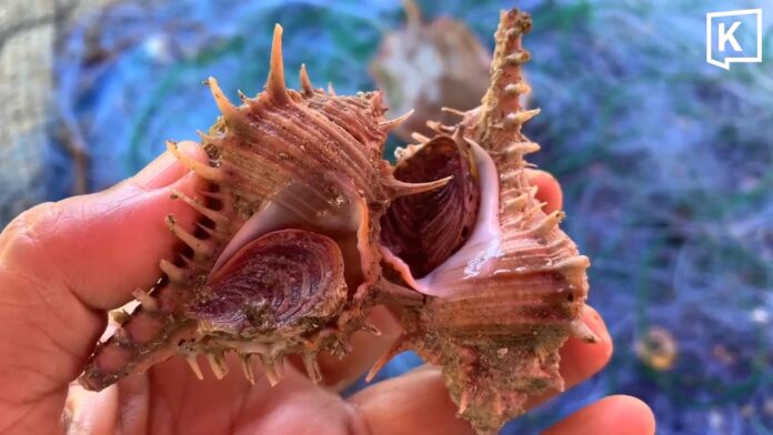 murex Once Shunned, Murex Snails Become Sought-After Delicacy