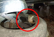 Outbarked, out of options: king cobra hides in car tyre Outbarked, out of options: king cobra hides in car tyre
