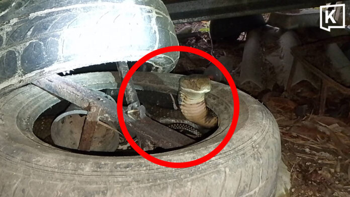 out bark Outbarked, out of options: king cobra hides in car tyre