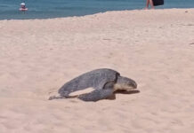 Green turtle lays large clutch of eggs on Phuket beach Green turtle lays large clutch of eggs on Phuket beach