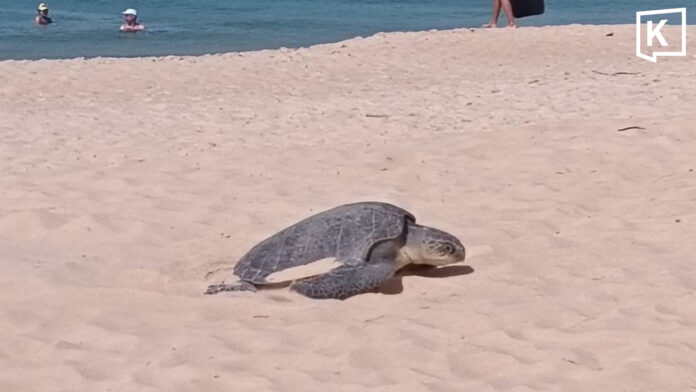 Green turtle lays large clutch of eggs on Phuket beach