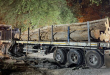 Transnational Teak Smugglers Arrested in Chiang Mai Transnational Teak Smugglers Arrested in Chiang Mai