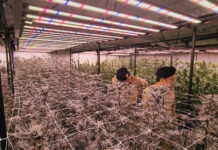Krabi raids Israeli-run cannabis farm using Thai nominees Krabi raids Israeli-run cannabis farm using Thai nominees