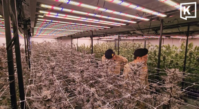 weedsraelishit 1 Krabi raids Israeli-run cannabis farm using Thai nominees