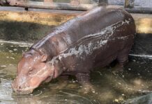 Conservationist questions welfare of viral hippo Moo Deng, zoo responds