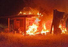 Ant nest blamed for blaze at ex-candidate’s home Ant nest blamed for blaze at ex-candidate’s home