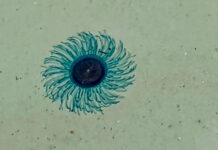 Blue Button jellyfish shut Similan beach zone Blue Button jellyfish shut Similan beach zone