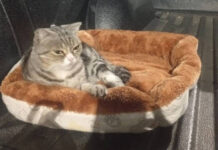 Chonburi man offers reward for stolen cat Chonburi man offers reward for stolen cat