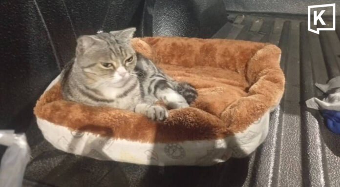 Chonburi man offers reward for stolen cat 1 Chonburi man offers reward for stolen cat