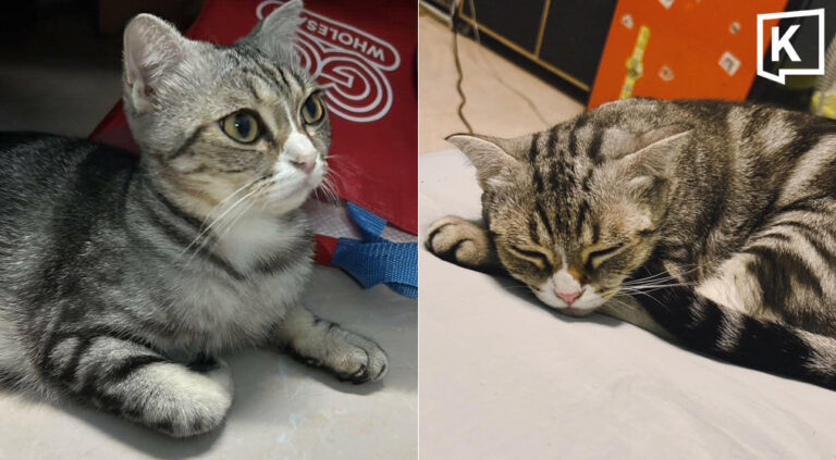 Chonburi man offers reward for stolen cat 2