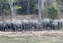 Drivers warned as wild elephants cross highway in Nam Nao Drivers warned as wild elephants cross highway in Nam Nao