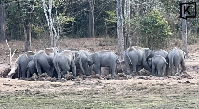 Drivers warned as wild elephants cross highway in Nam Nao