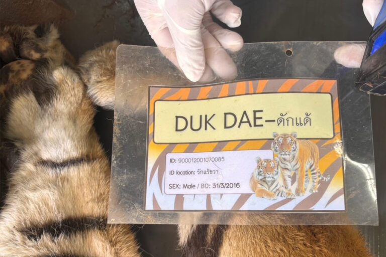 DukDae 1