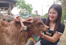 Five-legged calf draws lottery hopefuls in Sukhothai Five-legged calf draws lottery hopefuls in Sukhothai