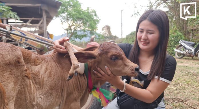 Five-legged calf draws lottery hopefuls in Sukhothai Five-legged calf draws lottery hopefuls in Sukhothai
