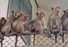 Lopburi appeals for funds to manage monkeys Lopburi appeals for funds to manage monkeys