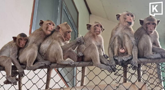 Lopburi appeals for funds to manage monkeys