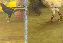 Thai cockfighting spurs spark animal cruelty fears Thai cockfighting spurs spark animal cruelty fears